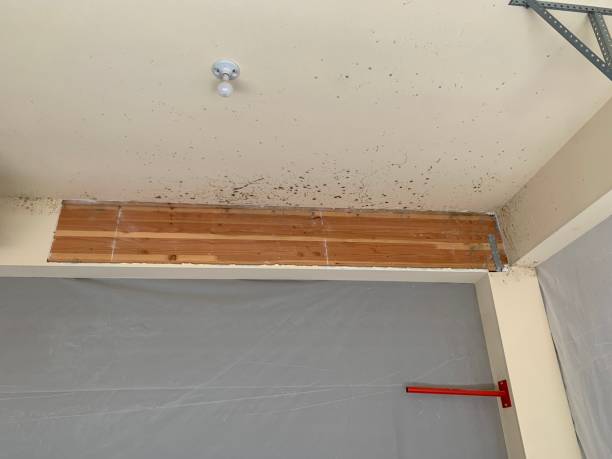 Best Real Estate Mold Inspection  in Winchester, TN